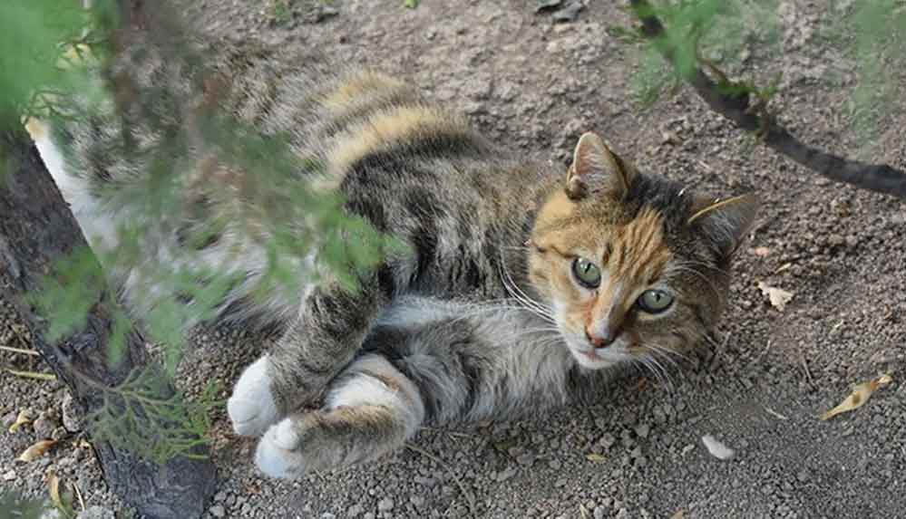 Konya'da kedileri zehirleyerek öldürdüler
