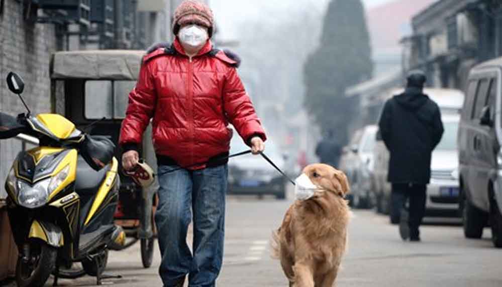 Köpek gezdirmeyi yasaklayan Çin, şimdi de yakalananların köpeğini öldürecek