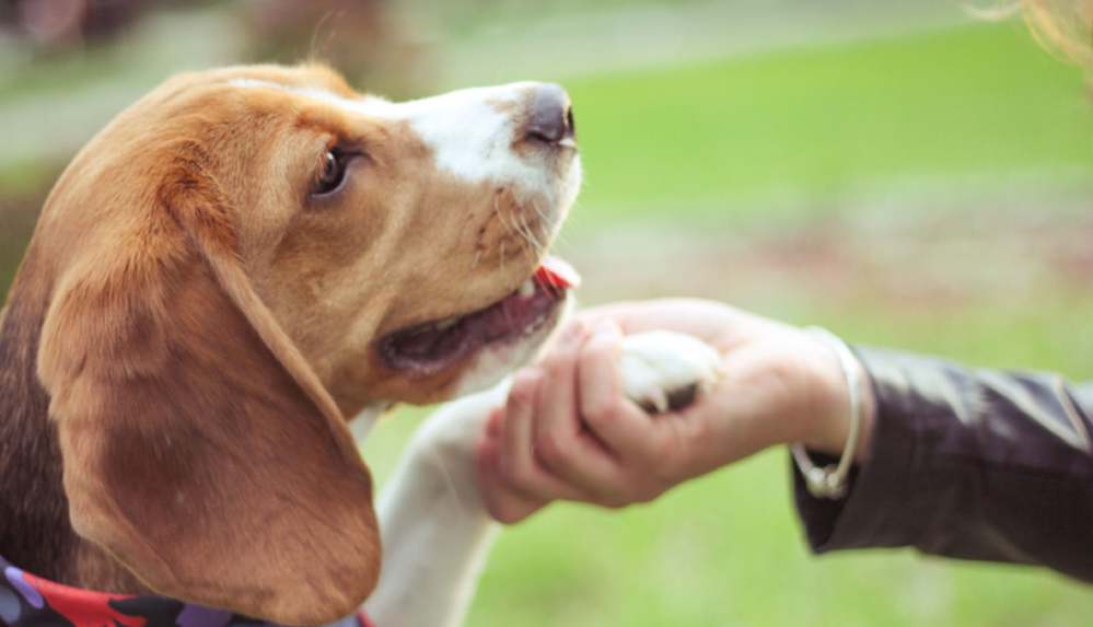 Köpekler Covid-19 hastalarını tespit edebiliyor