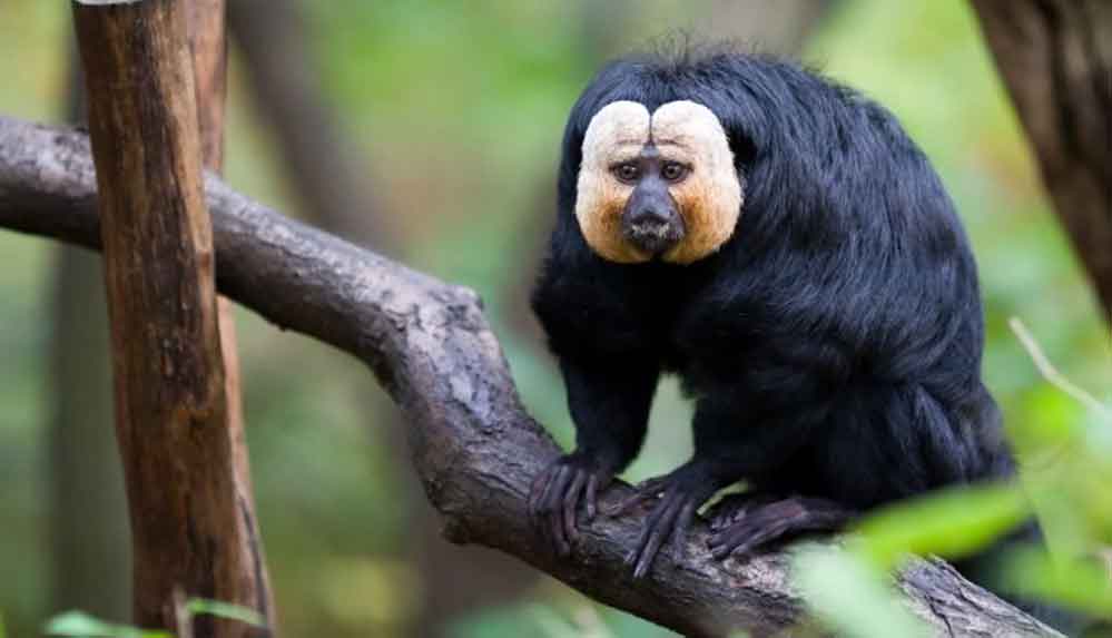 Maymunların-trafik-gürültüsünü-ormandaki-seslere-tercih-ettiği-ortaya-çıktı