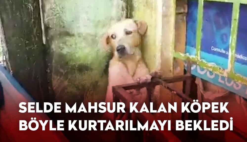 Meksika'da selde mahsur kalan köpek, demirlere tutunarak kurtarılmayı bekledi