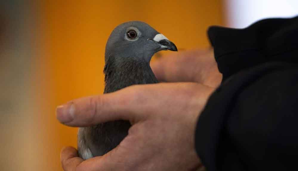 "New Kim" adlı posta güvercini açık artırmada 1,6 milyon euroya satıldı