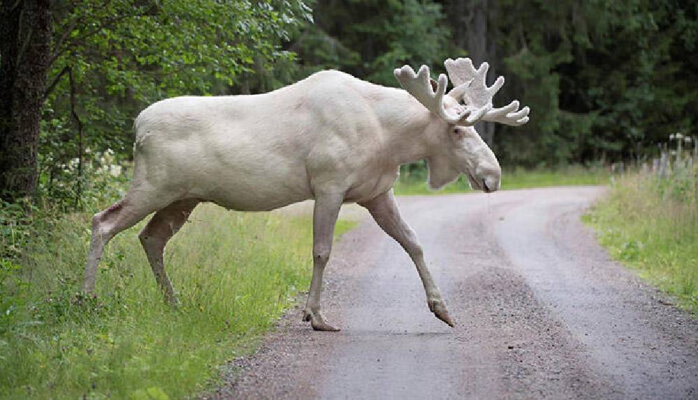 Oldurenlerin-basina-50-bin-lira-odul-kondu