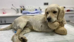 Patileri-kesilen-'Pamuk'-köpek-hayati-tehlikeyi-atlattı--Tekerlekli-yürüteç-yapılacak