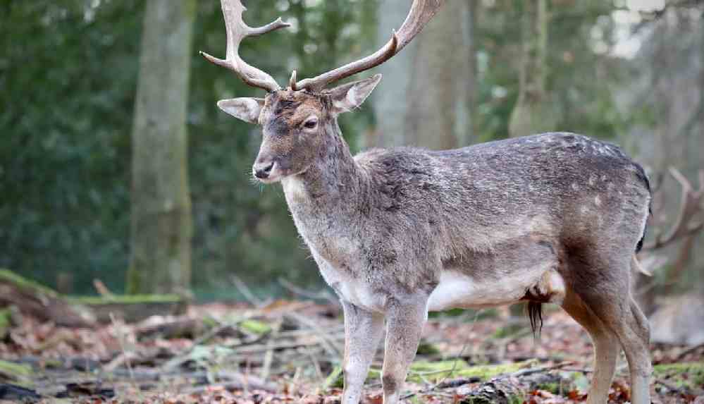 Polisler geyiğin çaldığı tüfeğin peşinde