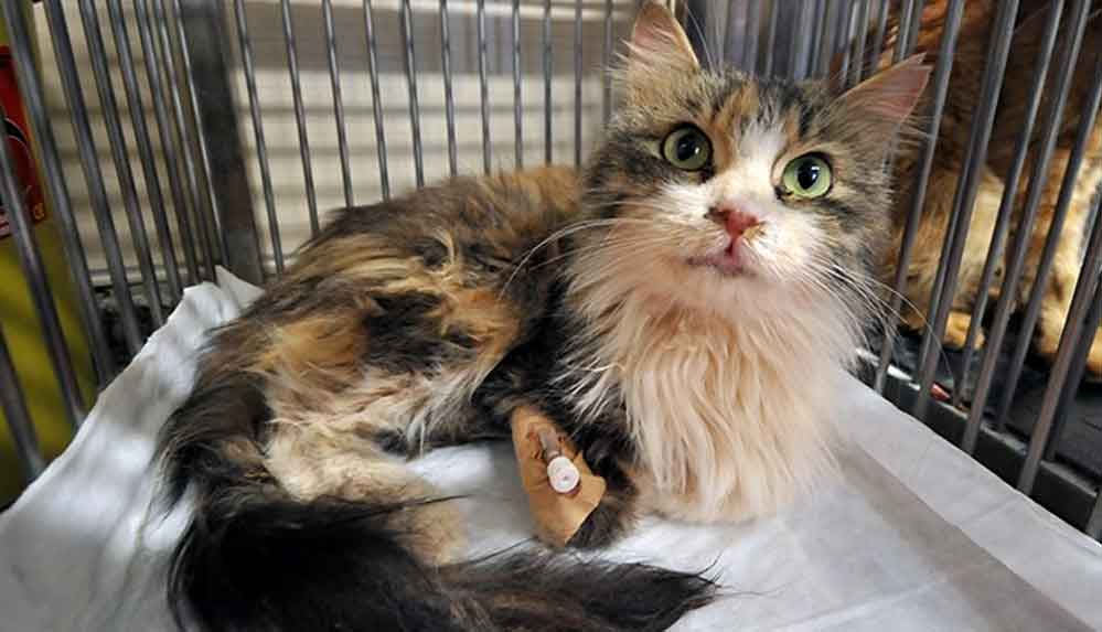Rıza Bey Apartmanı'nın enkazından çıkarılan kediler tedavi altına alındı