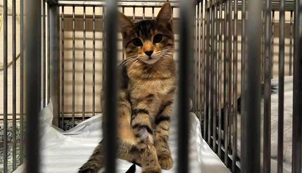 Rıza Bey Apartmanı'nın enkazından çıkarılan kediler tedavi altına alındı