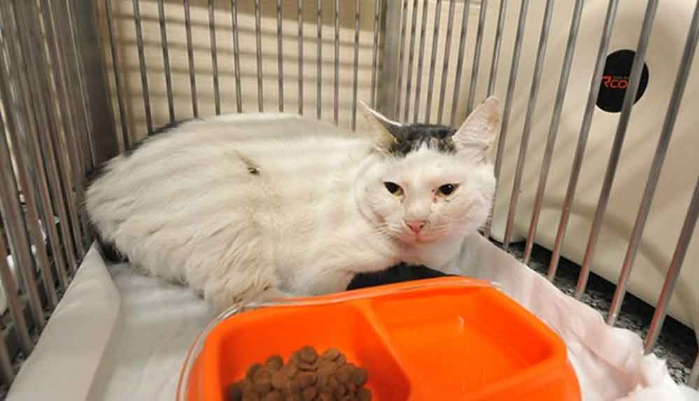 Rıza Bey Apartmanı'nın enkazından çıkarılan kediler tedavi altına alındı