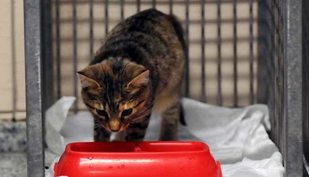 Rıza Bey Apartmanı'nın enkazından çıkarılan kediler tedavi altına alındı