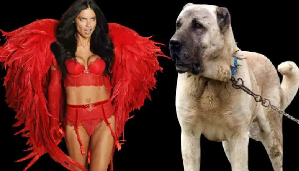 Sivas, Adriana Lima'ya 'Kangal' çağrısında bulundu