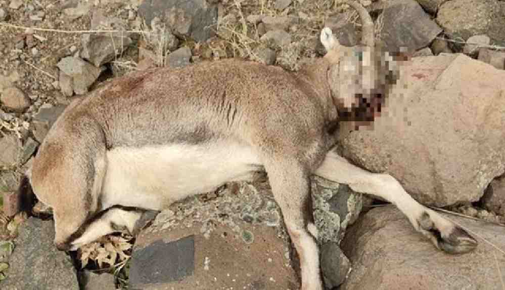 Tunceli'de avcılar, koruma altındaki yaban keçisini öldürdü
