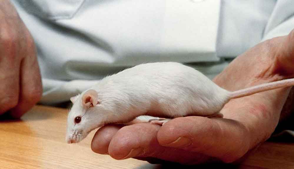 Uzay farelerini inceleyen bilim insanları yaşlanmayı geciktiren bir protein keşfetti