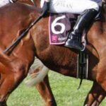 Yeni-araştırma-ortaya-koydu--Atlar-kırbaçlanınca-insanlar-kadar-acı-çekiyor-1