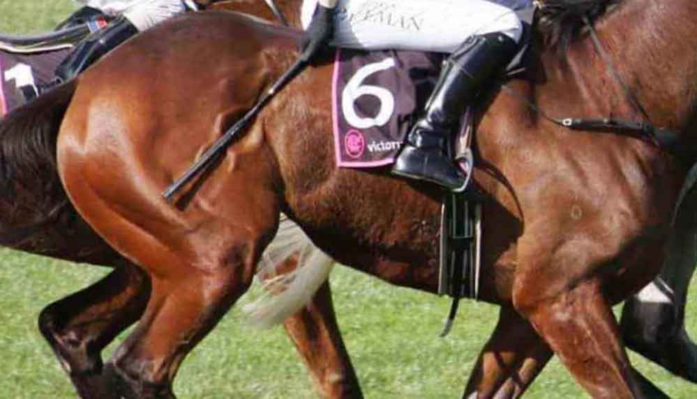 Yeni-araştırma-ortaya-koydu--Atlar-kırbaçlanınca-insanlar-kadar-acı-çekiyor-1