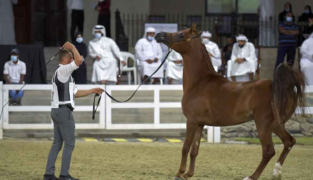 Yeni araştırma ortaya koydu: Atlar kırbaçlanınca insanlar kadar acı çekiyor