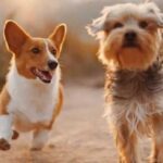 Yeni araştırma_ Hayvanların cennete gideceğine yönelik inanç artıyor