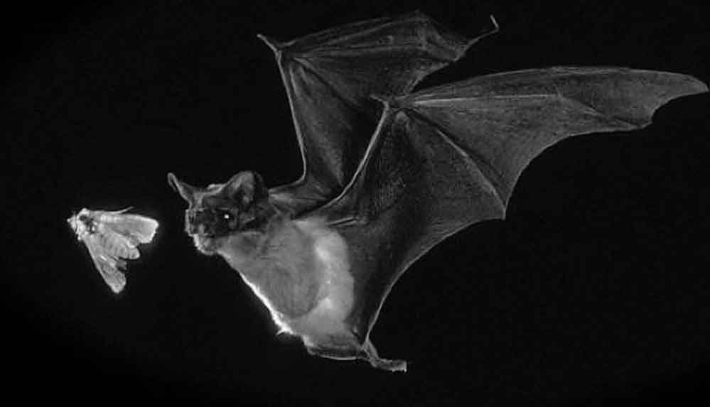 Yeni bir araştırmaya göre, 'yarasalar geleceği tahmin edebiliyor'