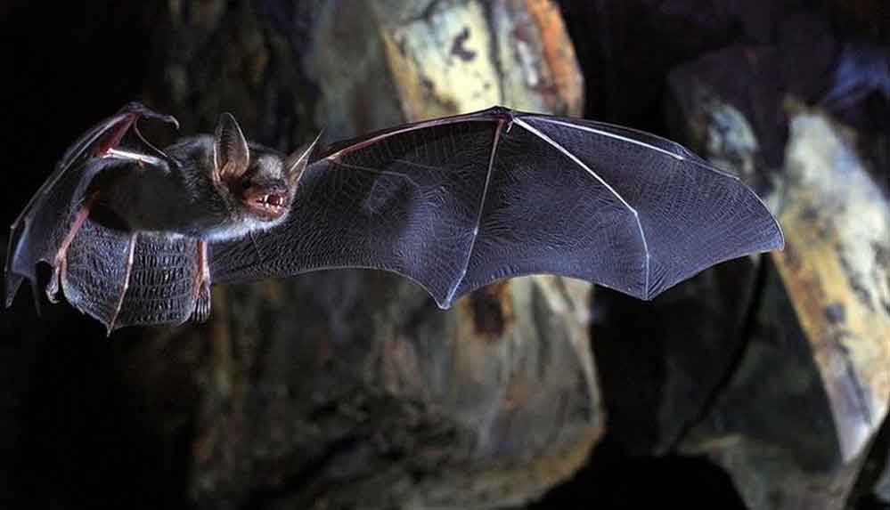 Yeni-bir-araştırmaya-göre,-'yarasalar-geleceği-tahmin-edebiliyor'