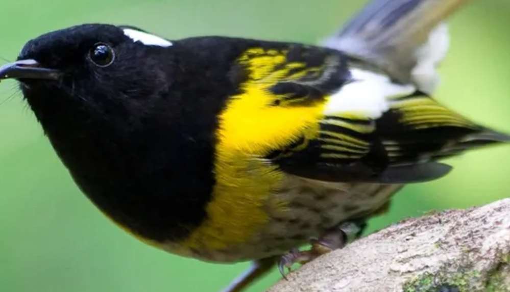 'Yılın kuşu' yarışması Yeni Zelanda'yı karıştırdı