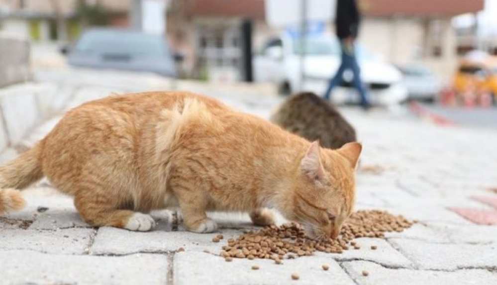 ‘Sokak hayvanlarını beslemeyin’ talimatı