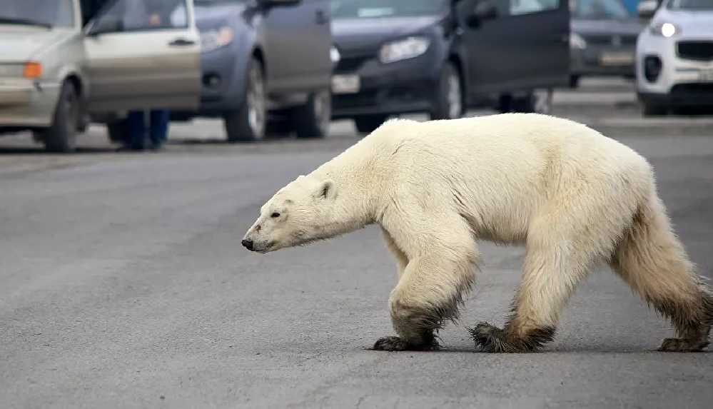 30'dan fazla kutup ayısı açlık yüzünden için köyü istila etti