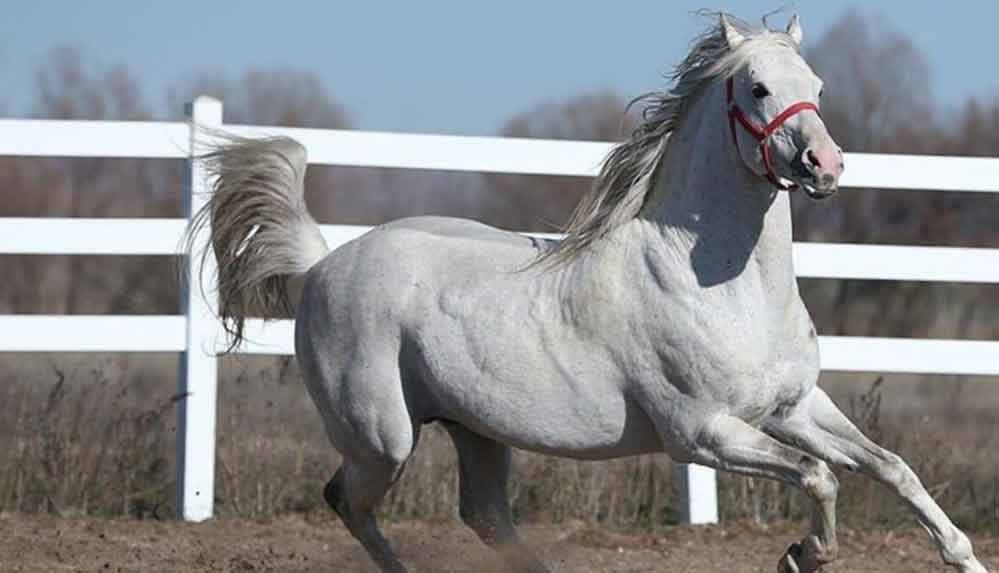 60 doz safkan Arap atı spermi Katar'a satıldı