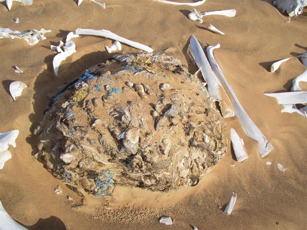 Yüzlerce deve 'plastik' kurbanı