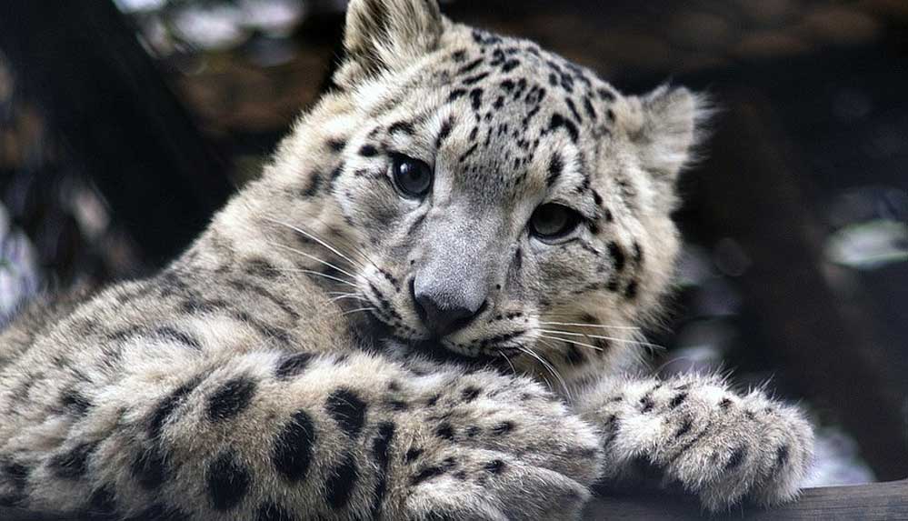 ABD'de üç kar leoparının Koronavirüs'e yakalandığı tespit edildi