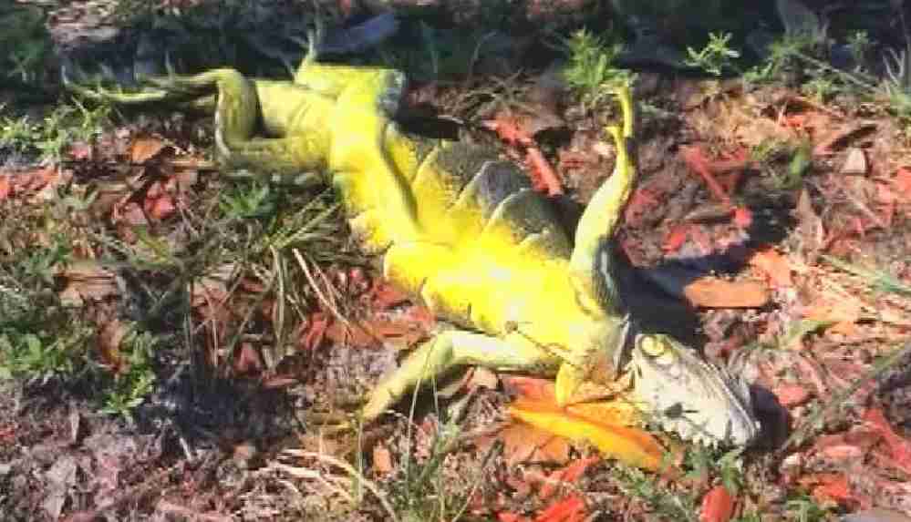 Ağaçlardan iguana düşebilir!