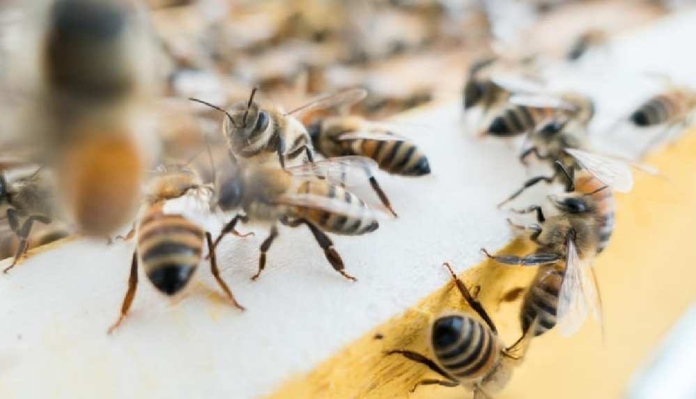 Arılar saldırılardan korunmak için başka hayvanların dışkılarını kullanıyor