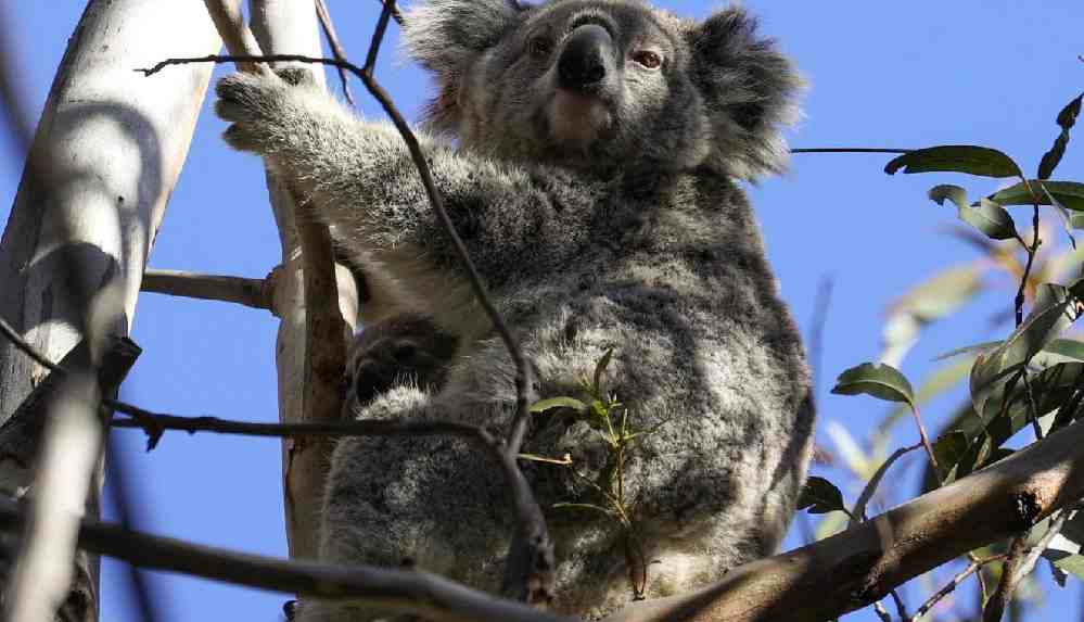 Avustralya, koalaları drone'larla sayacak