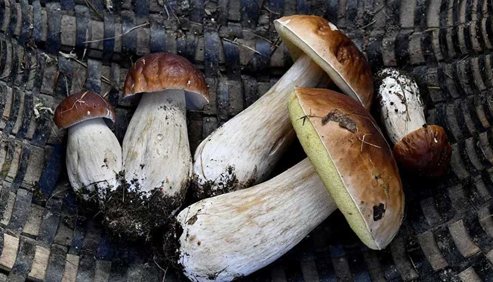 Brezilya'da-ölümcül-olarak-bilinen-nadir-bir-mantardan-kaynaklanan-ilk-enfeksiyon-vakası-görüldü