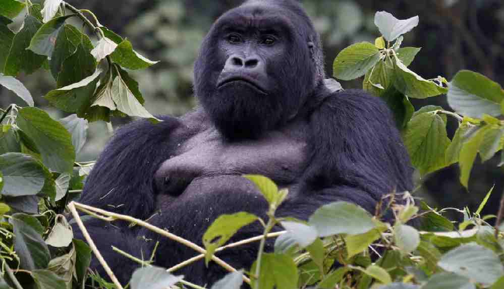 Büyük beyinli memelilerin neslinin tükenme riski daha fazla