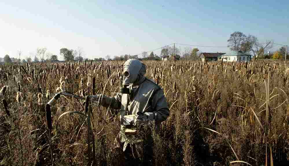 Çernobil’in etrafındaki mahsullerde tehlikeli kimyasallar bulundu