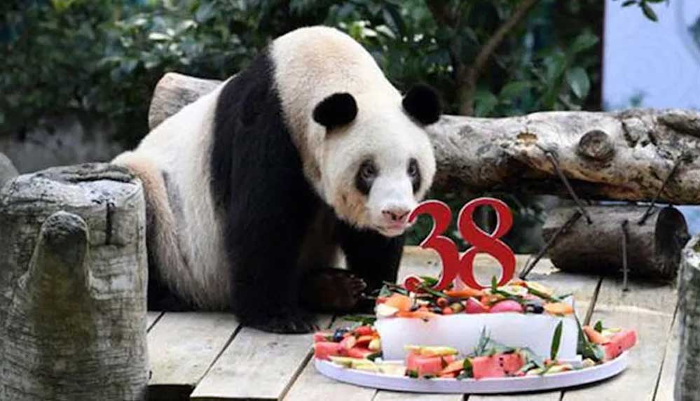 Dünyanın en yaşlı pandası 'Şinşing' hayatını kaybetti