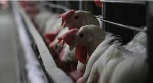 Hayvan kesmeden laboratuvarda üretilen tavuk etinin satışına ilk onay