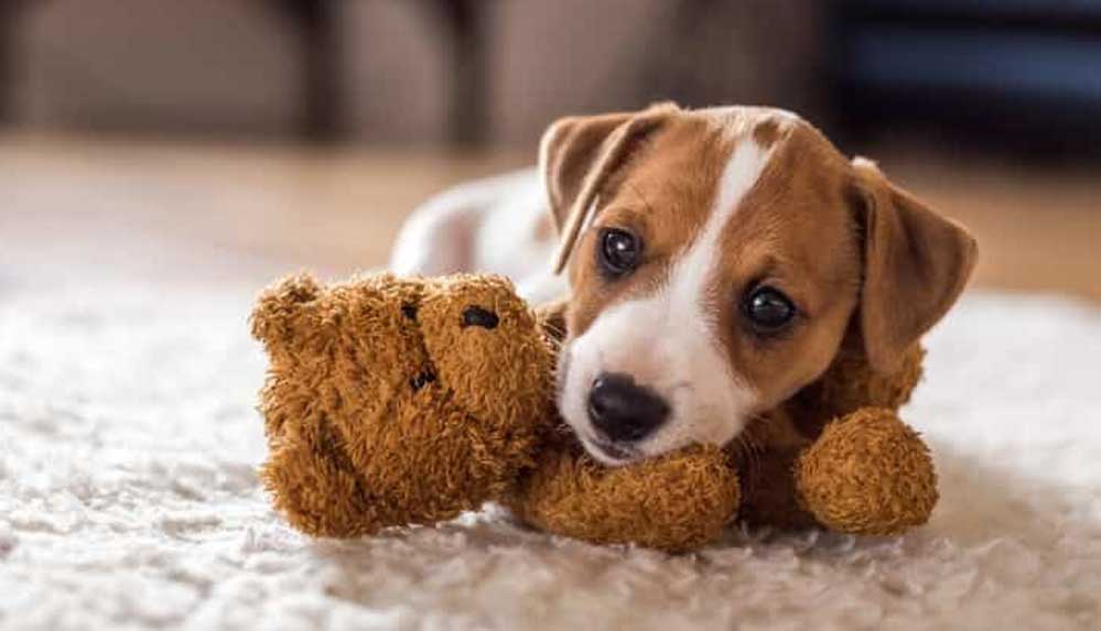 Köpeklerde yeni bir koronavirüs türü tespit edildi
