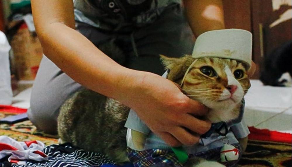 Endonezyalı kedi terzisi: Tesettürden süper kahraman kostümüne geniş bir koleksiyon sunuyor