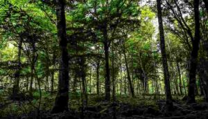 Fransa'da eski kocası tarafından şiddet gören Yasemin Çetindağ'ın cansız bedeni ormanda bulundu