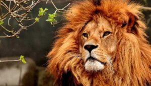 Hindistan'da iki aslan koronavirüse yakalandı