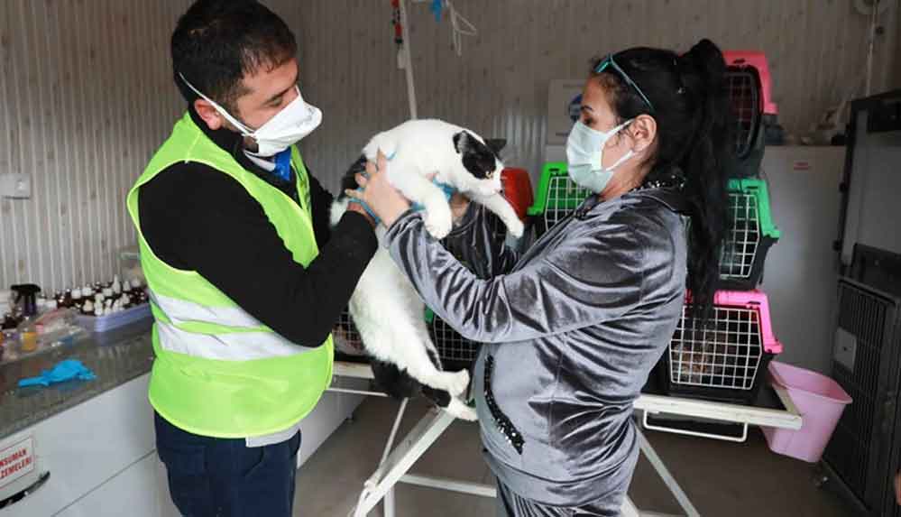 İzmir depreminden kurtarılan 8 kedi, Haluk Levent'in kurduğu Ahbap Platformu'na emanet