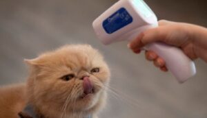 'Kediler koronavirüsü iki günde yeniyor'