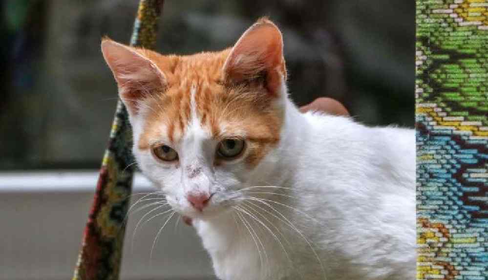 'Kedilerin ayakları büyü için kesiliyor'