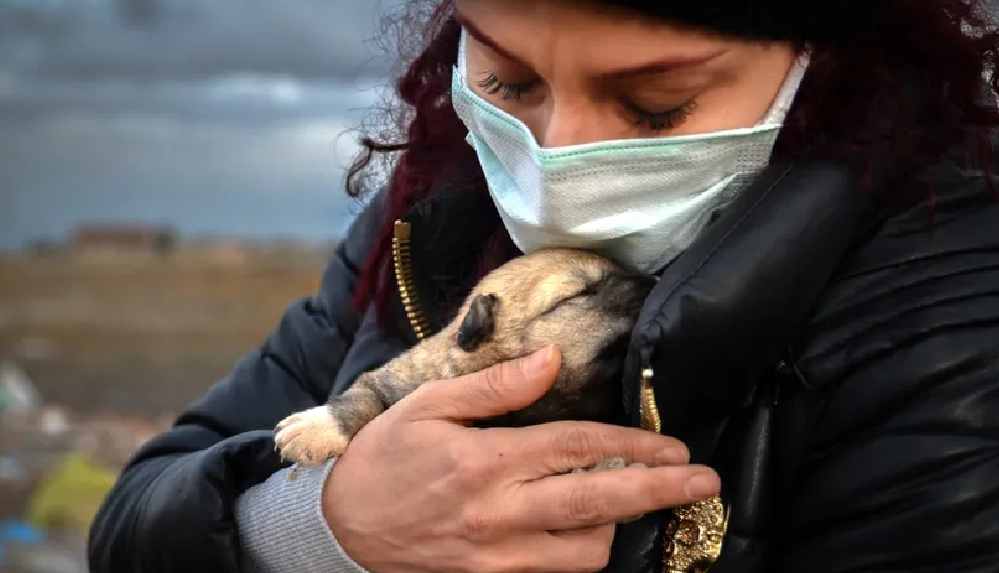 Konya'da 9 yavru köpek yakıldı