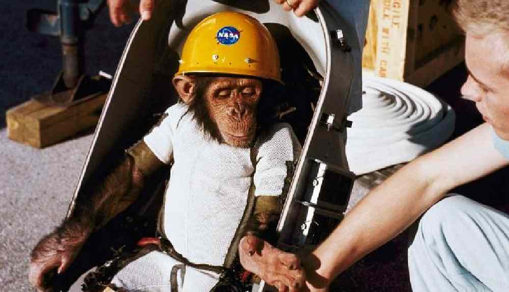 NASA bir günde bünyesindeki 27 maymunu öldürdü