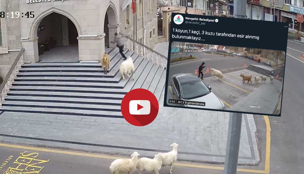 Nevşehir Belediyesi: 1 koyun, 1 keçi, 3 kuzu tarafından esir alınmış bulunmaktayız....