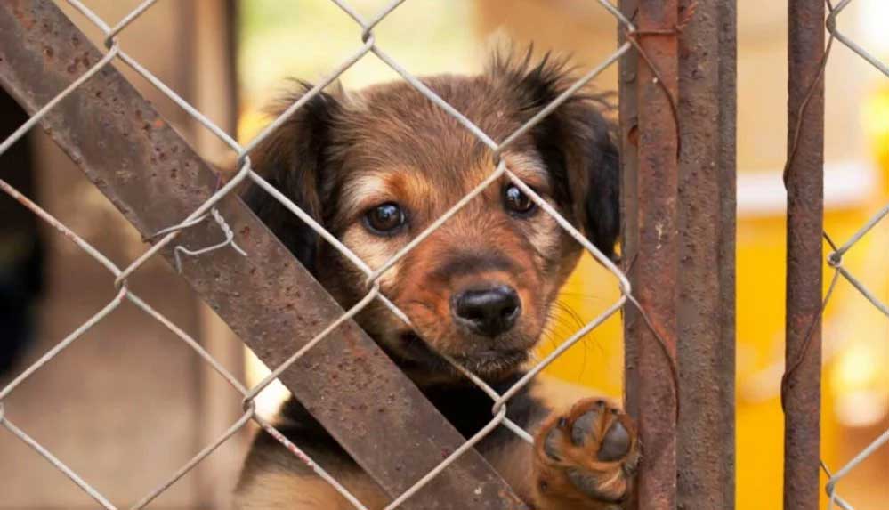 Pandemi-barınakları-da-vurdu--Sahiplendirilen-hayvan-sayısı-yarıya-düştü