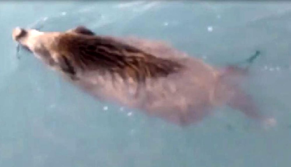 Van Gölü canavarı domuz çıktı