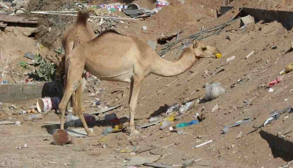 Yüzlerce deve 'plastik' kurbanı