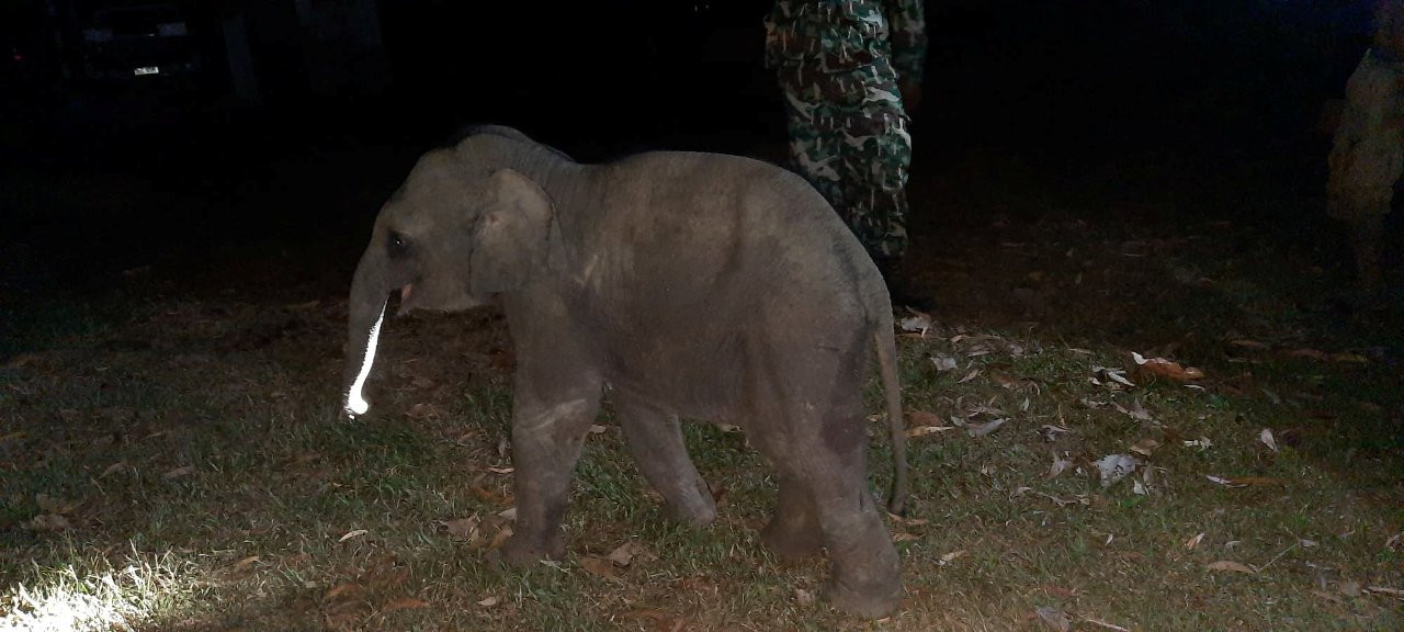 Yaralı yavru fil kalp masajıyla yaşama döndü